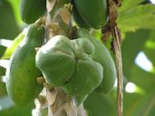 Carpellody of papaya fruit, a physiological disorder (not pathogenic)