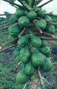 Boron deficiency of papaya(Carica papaya): lumpy fruits