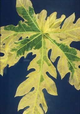 Variegated Leaf