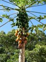 Papaya: Birds feeding injury to fruit
