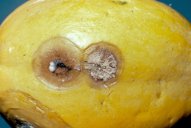Sunken Lesions with Pinkish Spore Masses on Fruits