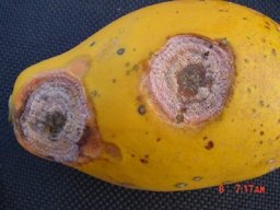 Sunken Lesions with Pinkish Spore Masses on Fruits