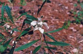 Asimina longifolia