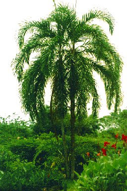 A four-year-old, two-stemmed plant large enough to become reproductive.