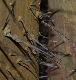 Bactris gasipaes stem spines