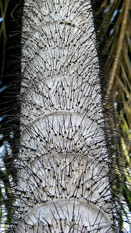 The spiny stem