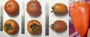 Different fruit shapes among persimmon cultivars