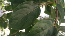 Persimmon plant leaves