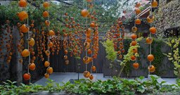 Benu - persimmons drying in the courtyard (hoshigaki)