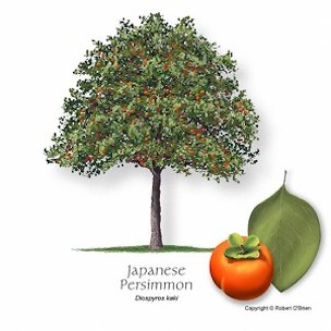 Japanese persimmon, Diospyros kaki