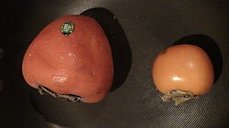 A 'Hachiya' and 'Kaki' persimmon next to each other.