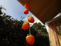 My Japanese Mother-in-law prepared some Hachiya Persimmons for drying, to become hoshigaki (dried persimmons)