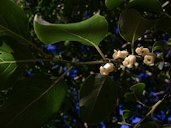 Diospyros virginiana in flower