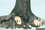 Damage to persimmon by the persimmon borer