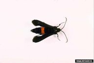The adult female persimmon clearwing moth.