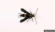 The adult male persimmon clearwing moth.
