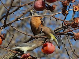 Cedar Waxwings, Bombycilla cedrorum and American Robin, Turdus migratorius persimmon.