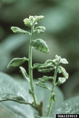 Persimmon psylla (Trioza diospyri) (Ashmead), foliage