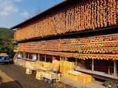 Work to make a dried persimmon Koshu-city Japan