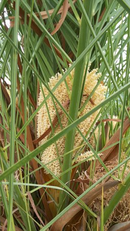Male Date palm inflorescence, and the whole thing with its cover called (طَلْع singular form) in Arabic