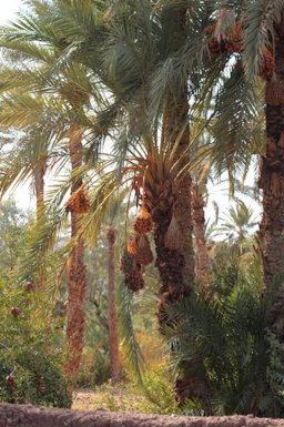 Mature specimen of Phoenix dactylifera growing in Morocco with fruit clusters (infructescences) hanging below the leaves