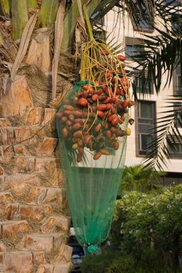 Specimen of Phoenix dactylifera growing in Abu Dhabi with infructescence bagged to collect the ripening dates