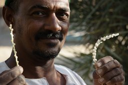 The female Tamim and the male date flower (تميم) from the Dar al-Manasir region of Northern Sudan, near the Nile