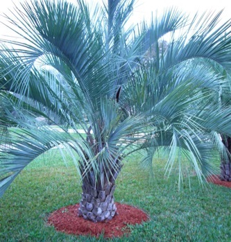 Pindo Palm, Jelly Palm