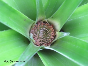 crown of pineapple plant showing the very start of the flower bud.