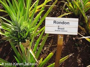 'Rondon' from Brazil