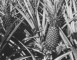 A spiny-leaved pineapple in the Supply garden, Homestead, Fla., 1946