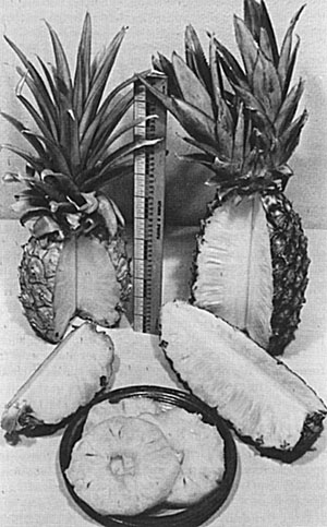 A spiny-leaved pineapple in the Supply garden, Homestead, Fla., 1946