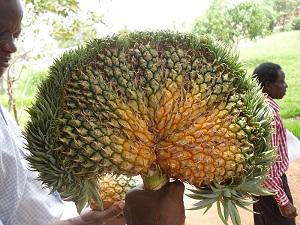 Ananas dupliqué (République centrafricaine)