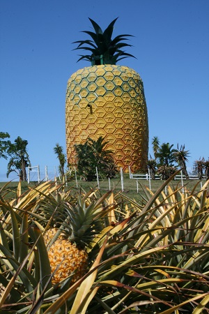 The Big Pineapple, between Port Alfred and Bathurst on the R67 in the Eastern Cape, South Africa