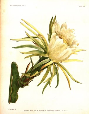 Hylocereus undatus (Haw.) Britton & RoseBritton, N.L., Rose