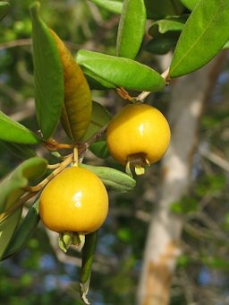 Pitomba fruit