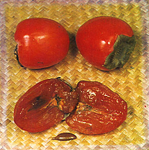 Japanese Persimmon