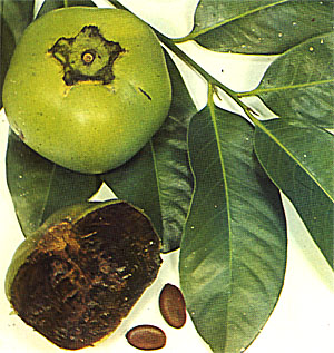Plate LXI: BLACK SAPOTE, Diospyros digyna