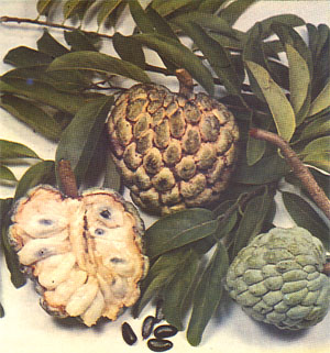 Plate 8: SUGAR APPLE, Annona squamosa