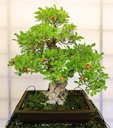 Pomegranate (Punica granatum), Moyogi style, about 50 years old