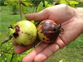 Anthracnose caused by Colletotrichum sp. to pomegranate fruit