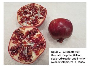 Girkanets fruit illustrate the potential for deep-red exterior and interios color development in Florida