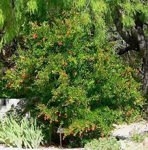 Photo of Punica granatum 'Nana' at the Springs Preserve garden in Las Vegas, Nevada
