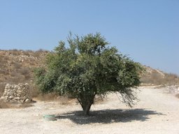 Punica granatum tree in Maresha Israel in August. Fruit is clearly seen on the tree.