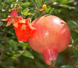 Pomegranate fruit and two flowers of different stage
