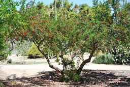 Pomegranate tree at Fullerton Arboretum. Fullerton, CA