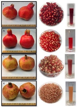 Fruit, aril, and juice characteristics of four pomegranate cultivars grown in Florida;