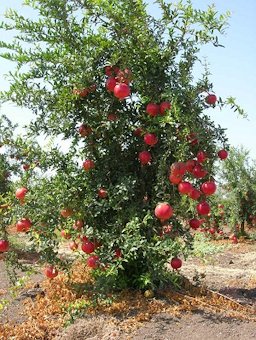A Pommegranate tree loaded with fruit, an orchard in Sde Ya'akov, Israel
