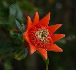 Flower of pomegranate (Grantapfelblüte im Anfangsstadium)