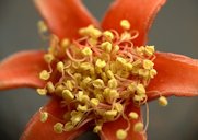 Macro shot of a pomegranate flower